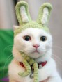 /album/fotogaleria/a875-funny-rabbit-jpg/