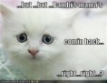 /album/fotogaleria/funny-pictures-sad-white-kitten-bambi-mom2-jpg/