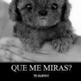 /album/fotogaleria/a575063-137005793089910-115401621916994-19261-330193074-n-jpg/